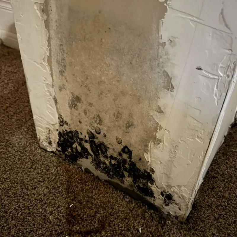 Professional Mold Removal in Mechanic Falls, ME